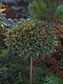 Picea abies Van Benel Dwarf IMG_6679 Świerk pospolity